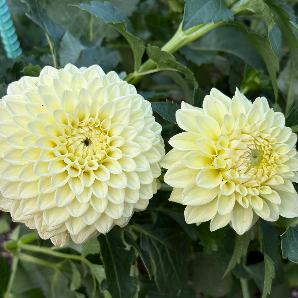 Lee’s Primrose Darling