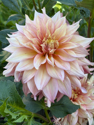 RM Gigi dahlia