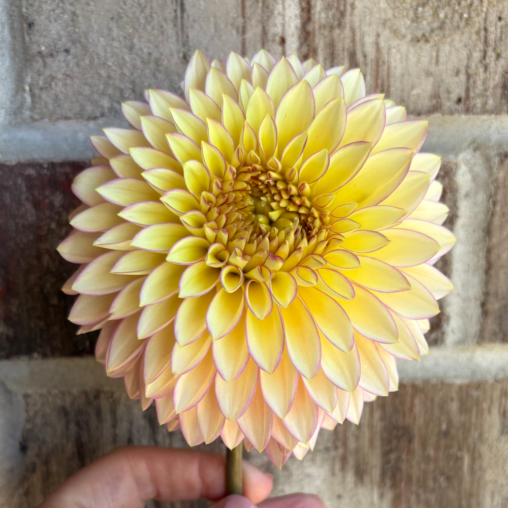 Bloomquist Blush