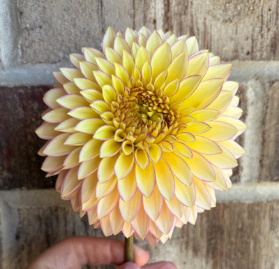 Bloomquist Blush