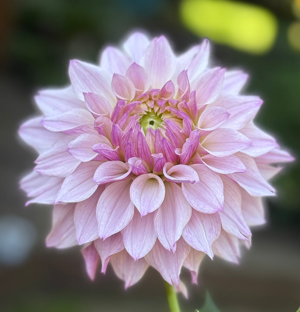 Bloomquist Compare - Cutting