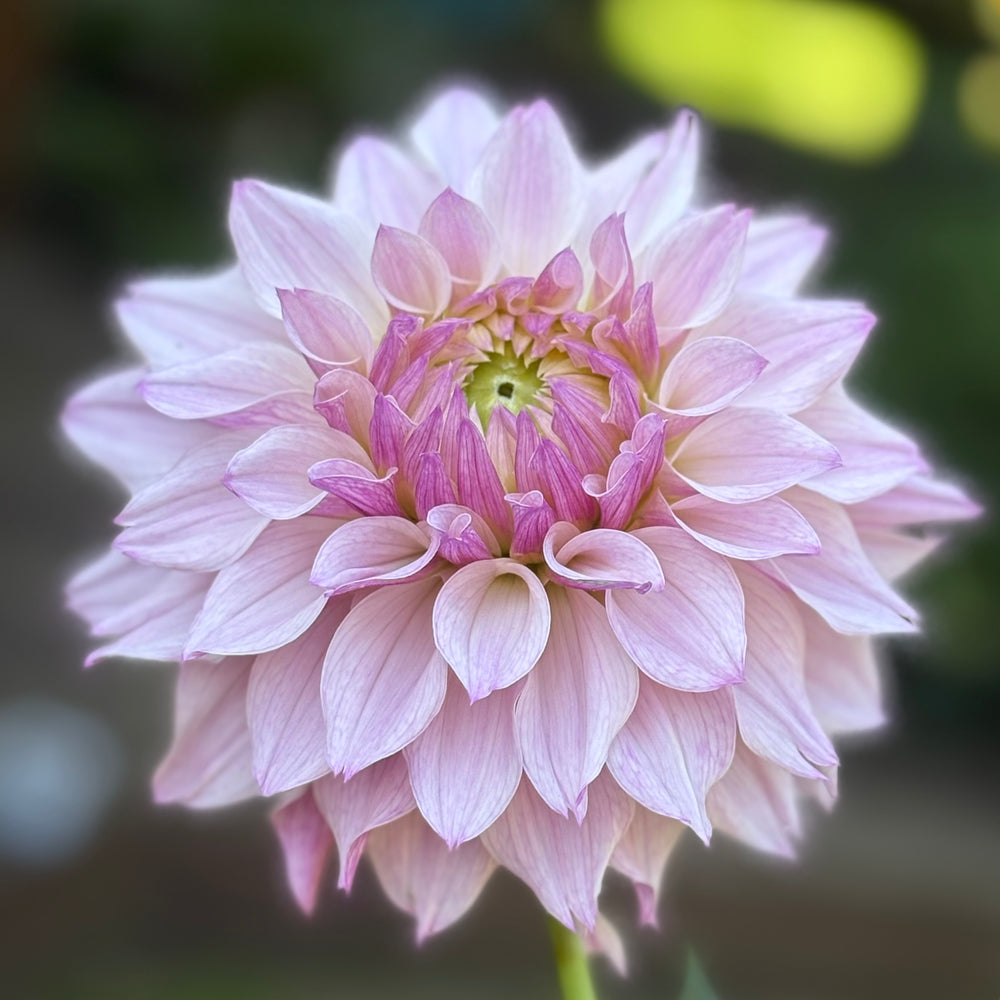 Bloomquist Compare - Cutting