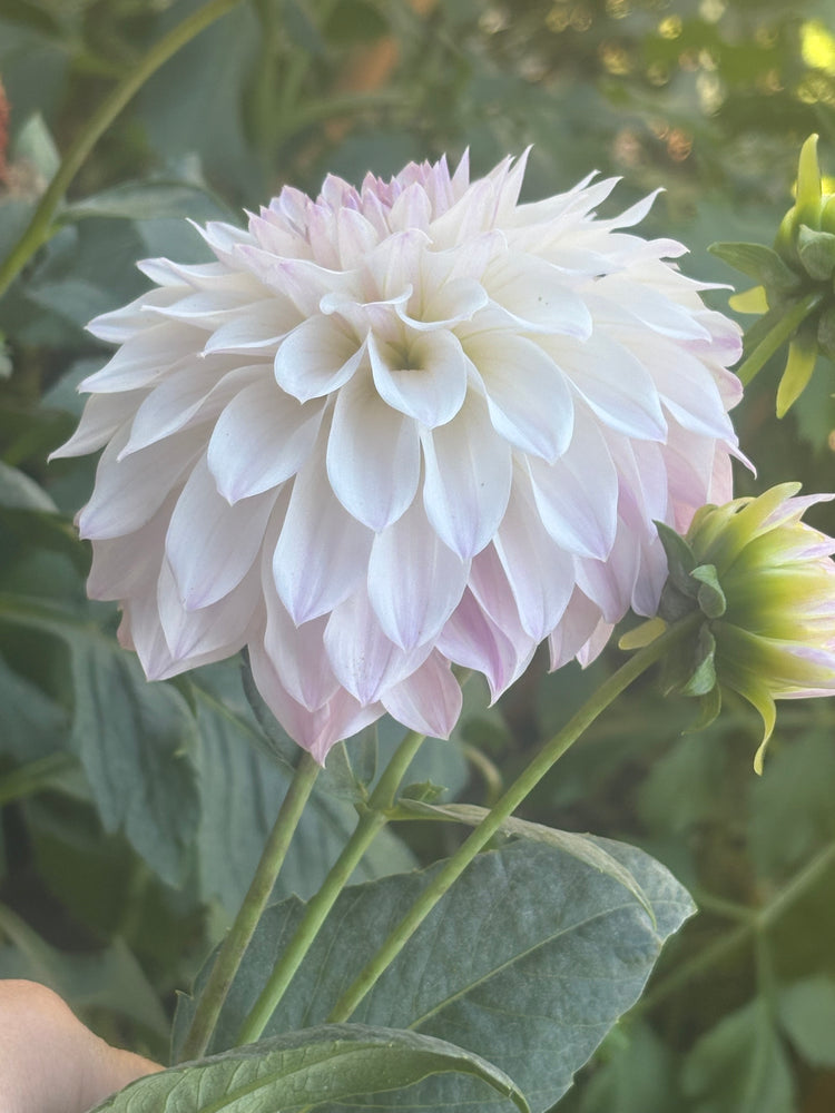 Bloomquist Compare - Cutting