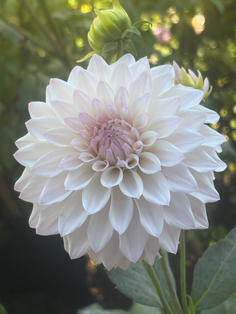 Bloomquist Compare - Cutting