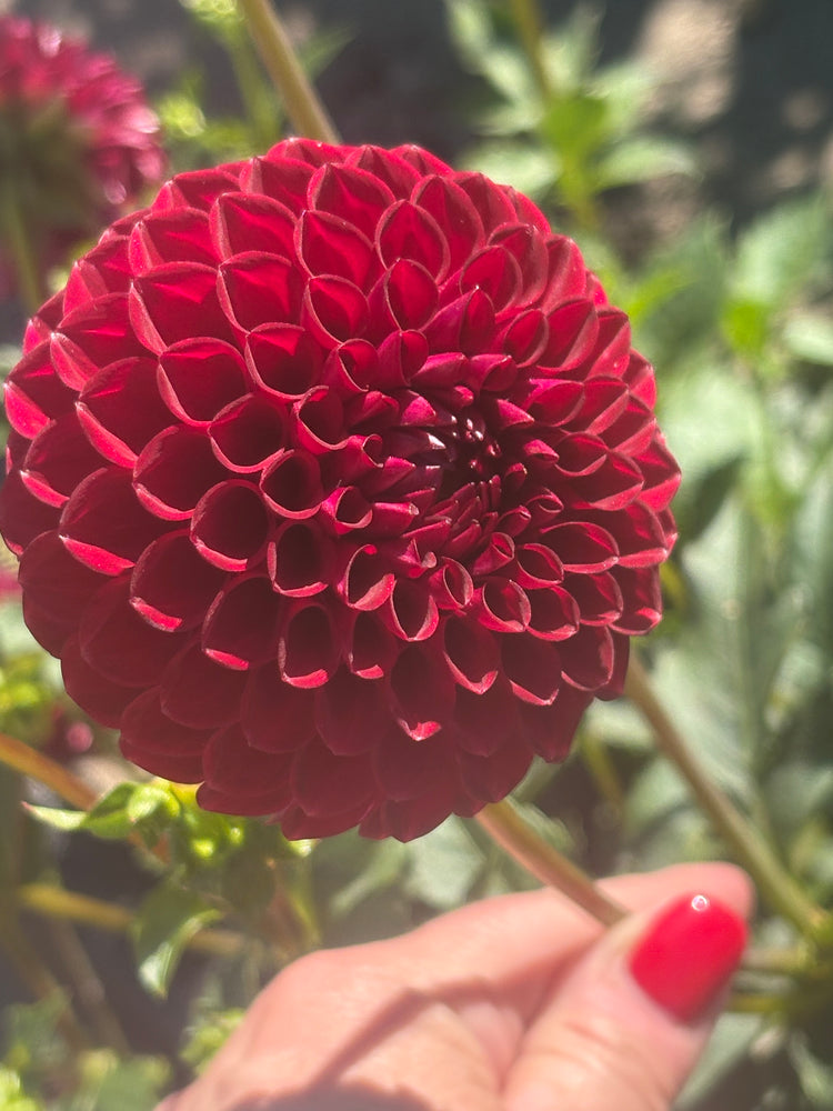 Blyton Red Ace