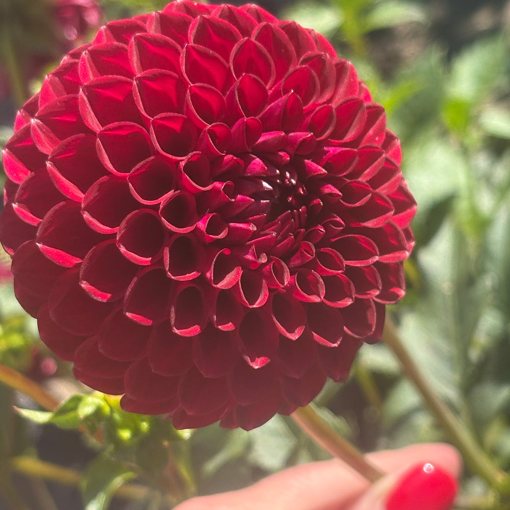 Blyton Red Ace