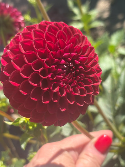 Blyton Red Ace