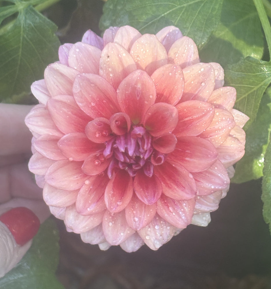 Bowser Tash - Cutting