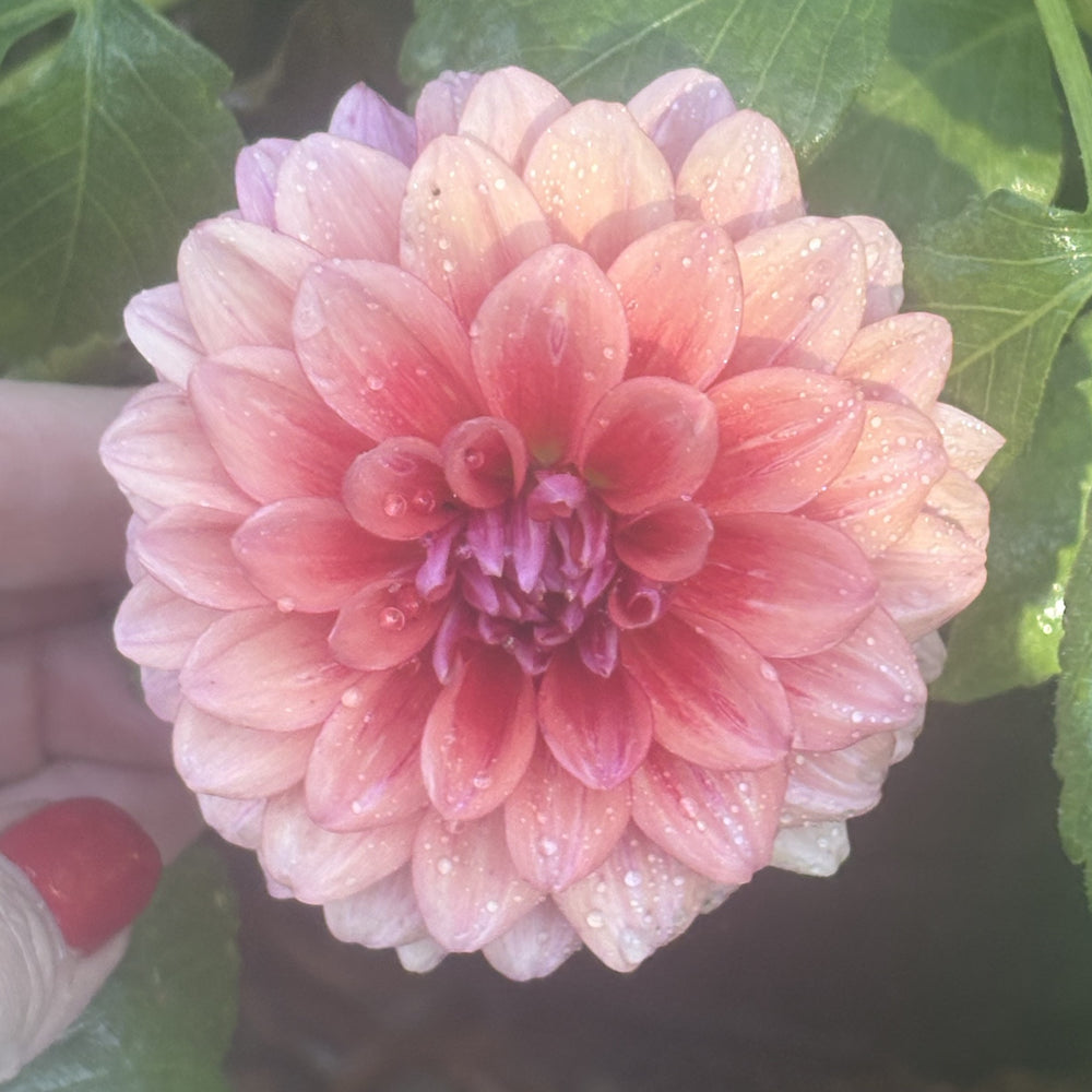 Bowser Tash - Cutting