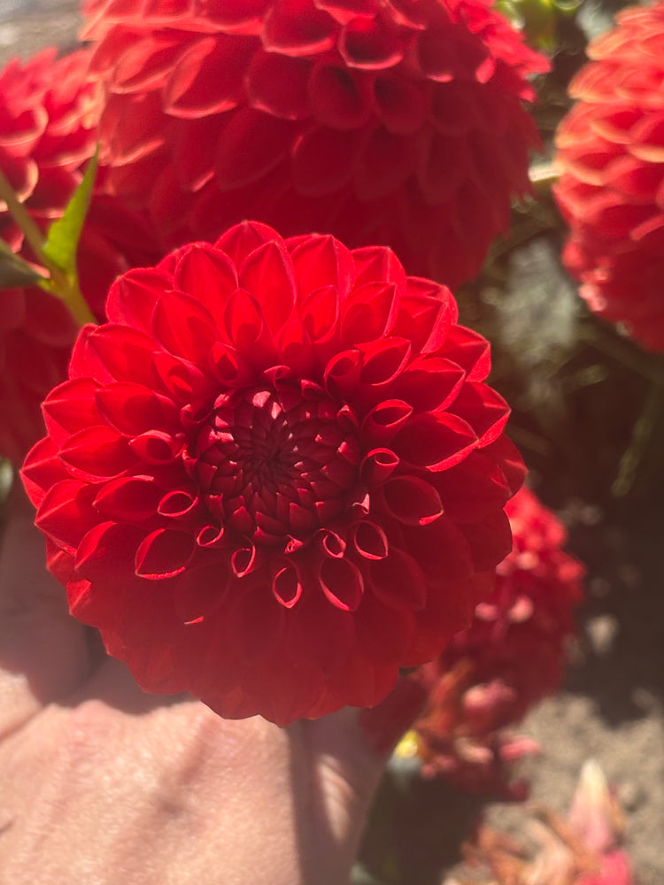 Boy Toy Dahlia