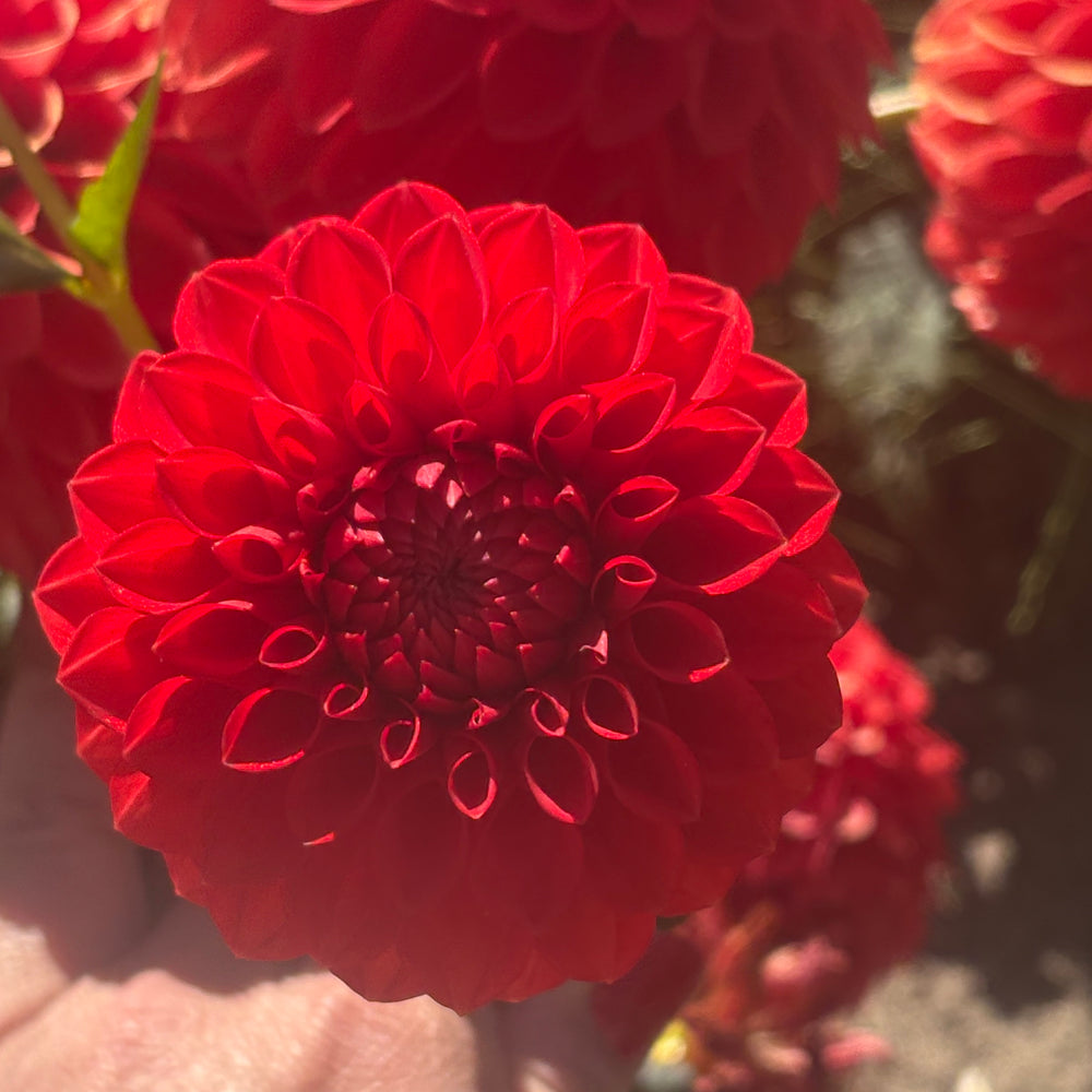 Boy Toy Dahlia