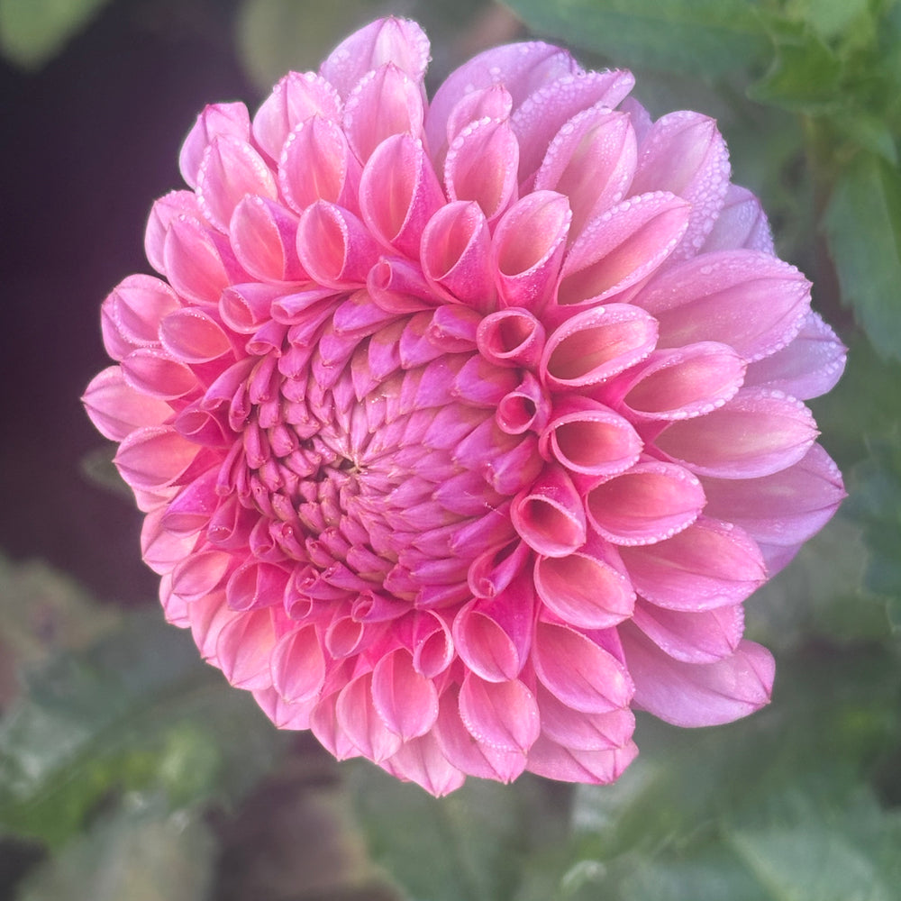 Bracken Rose