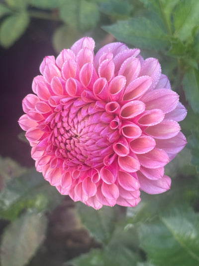 Bracken Rose