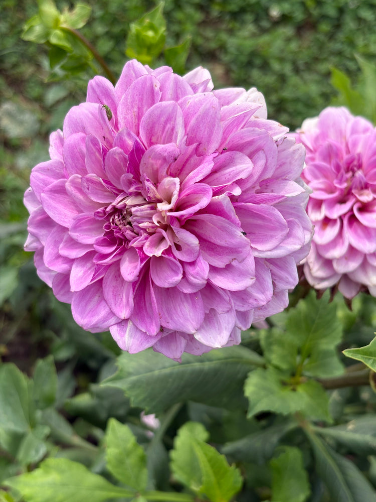 Lee’s Provence