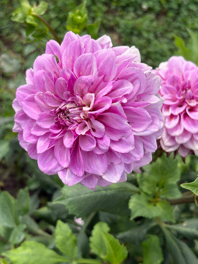 Lee's Provence