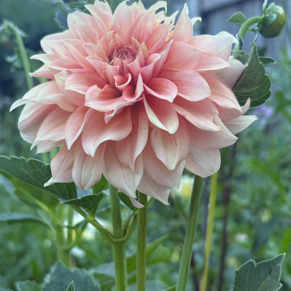 RM Peachy Pink
