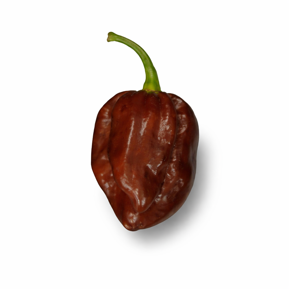 Chocolate Habanero (Congo Black) Pepper