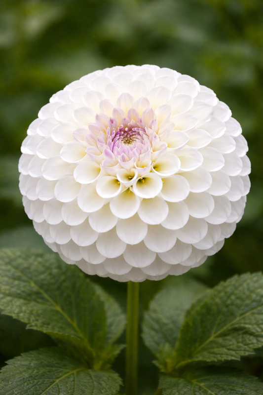 Andrea Lawson - Cutting