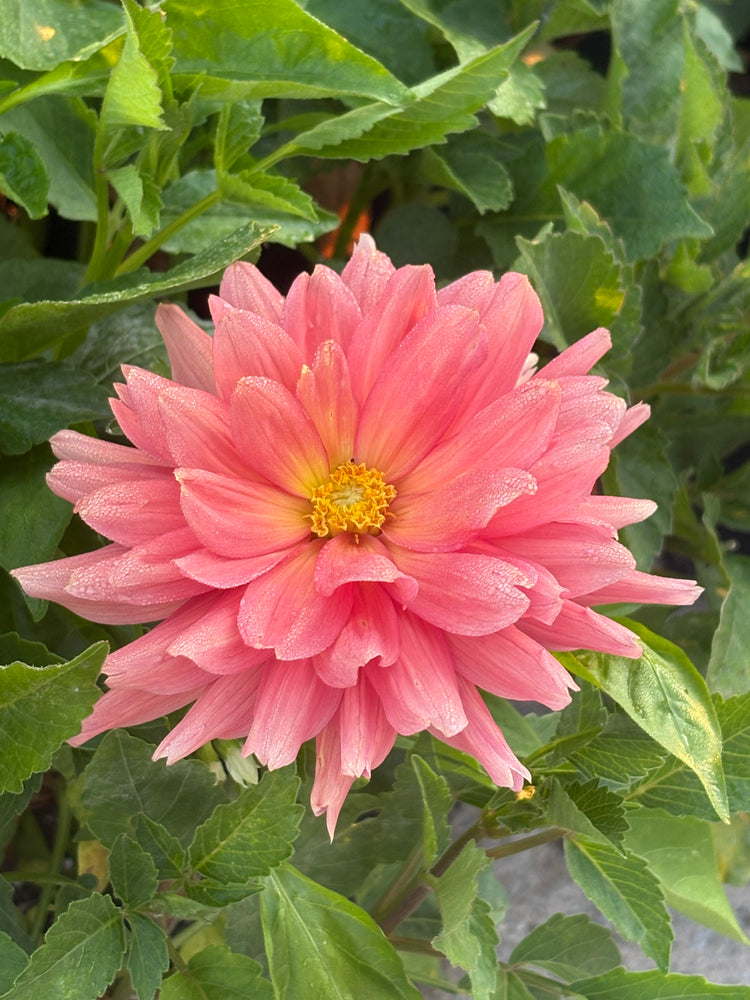 Dutch Pearl - Cutting