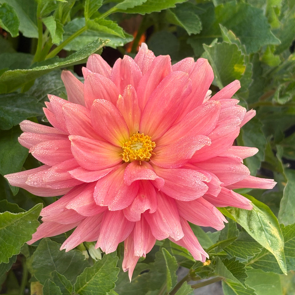 Dutch Pearl - Cutting