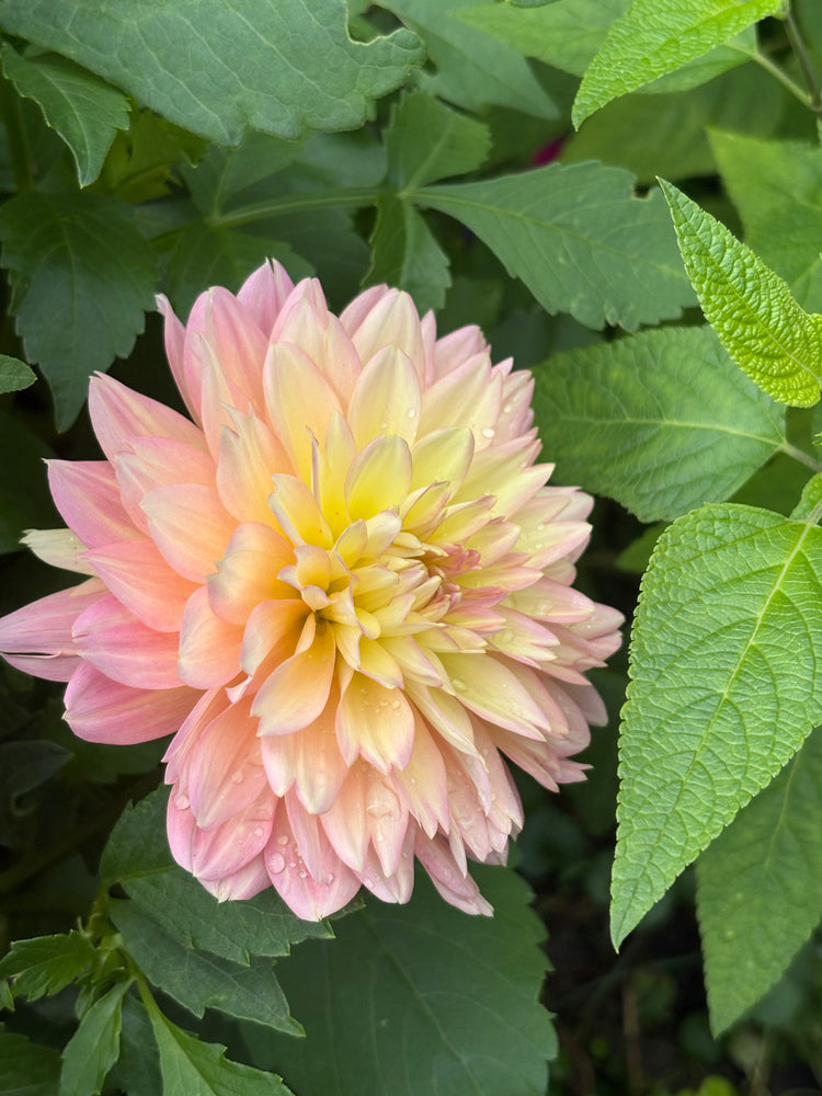 Burfoot Lotus
