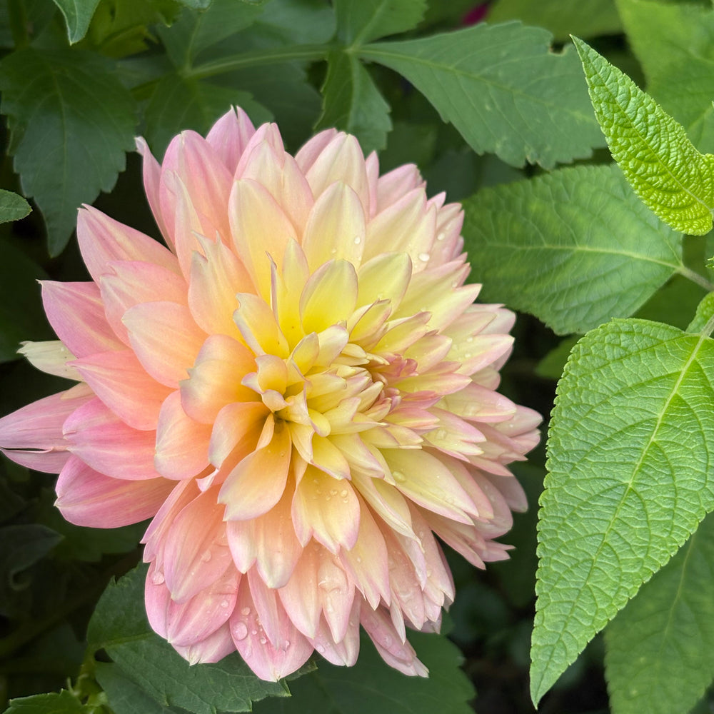Burfoot Lotus