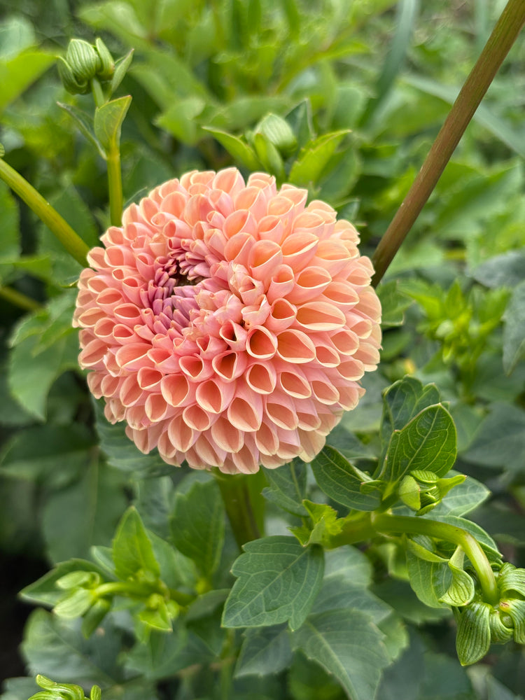 Valley tawny