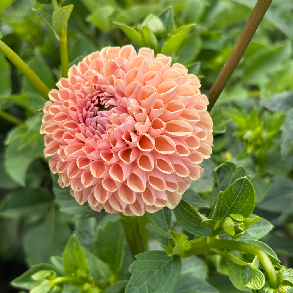 Valley tawny