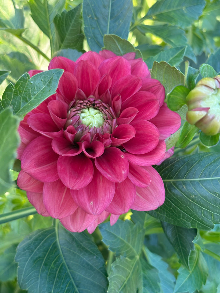 Letterkenny Tea Rose