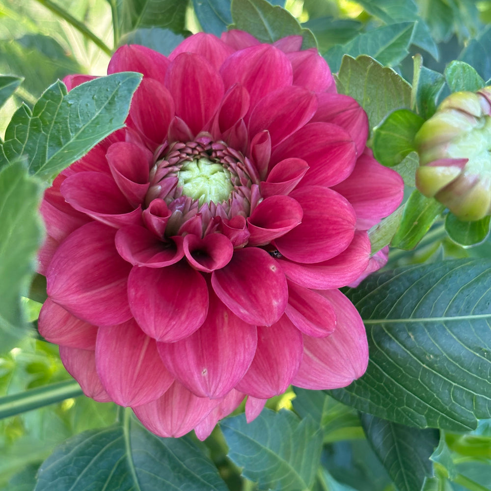 Letterkenny Tea Rose