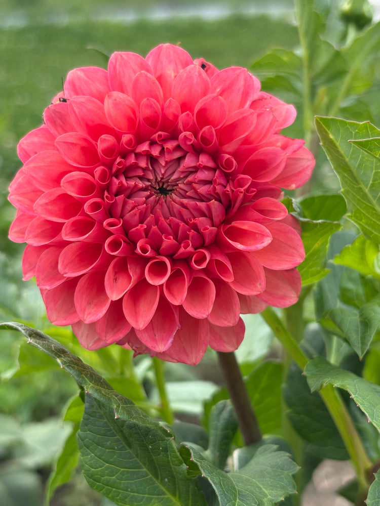 Parkland Tribute dahlia