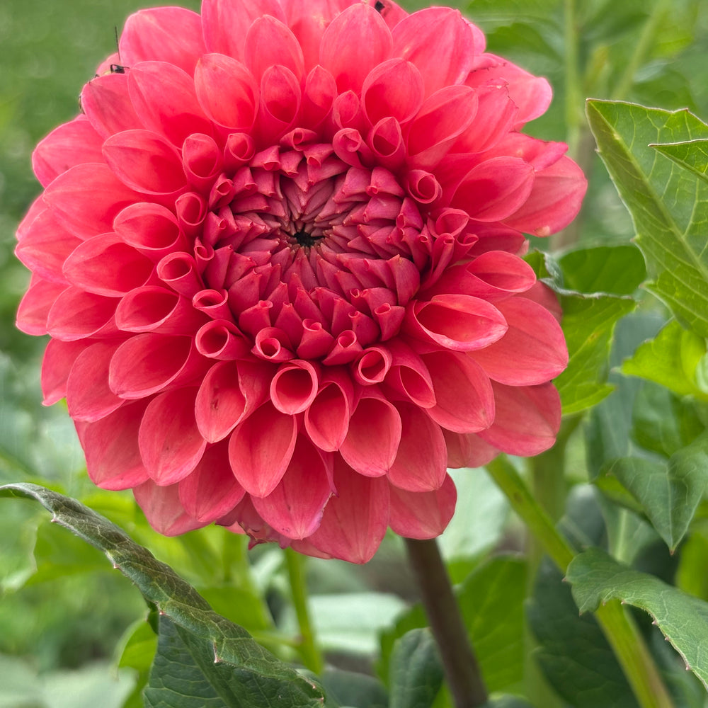 Parkland Tribute dahlia