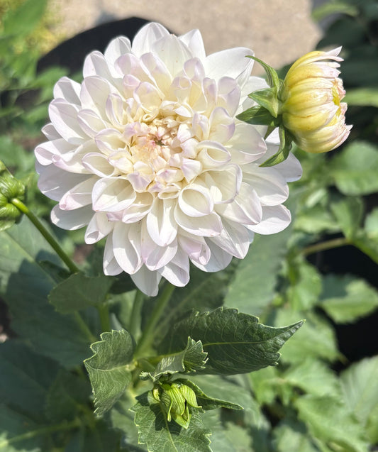 Eveline – Dahlia Tuber
