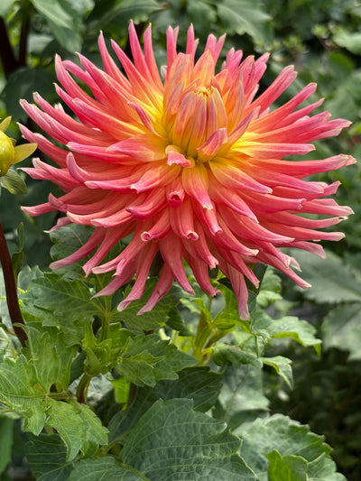 Hollyhill Augustina dahlia