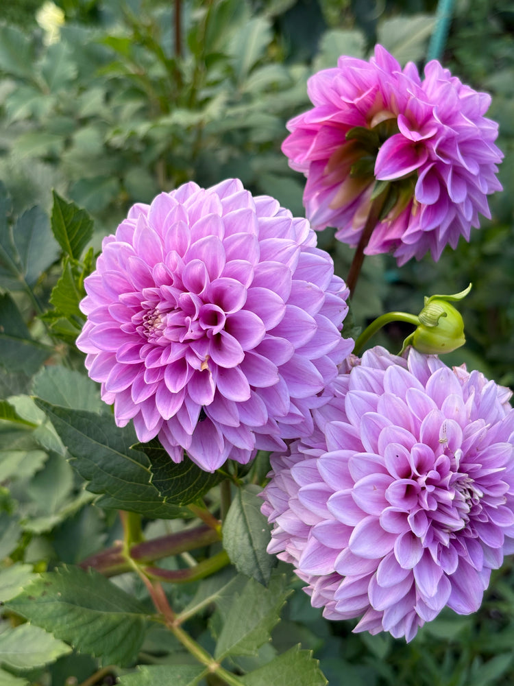 Florelie Jeanette