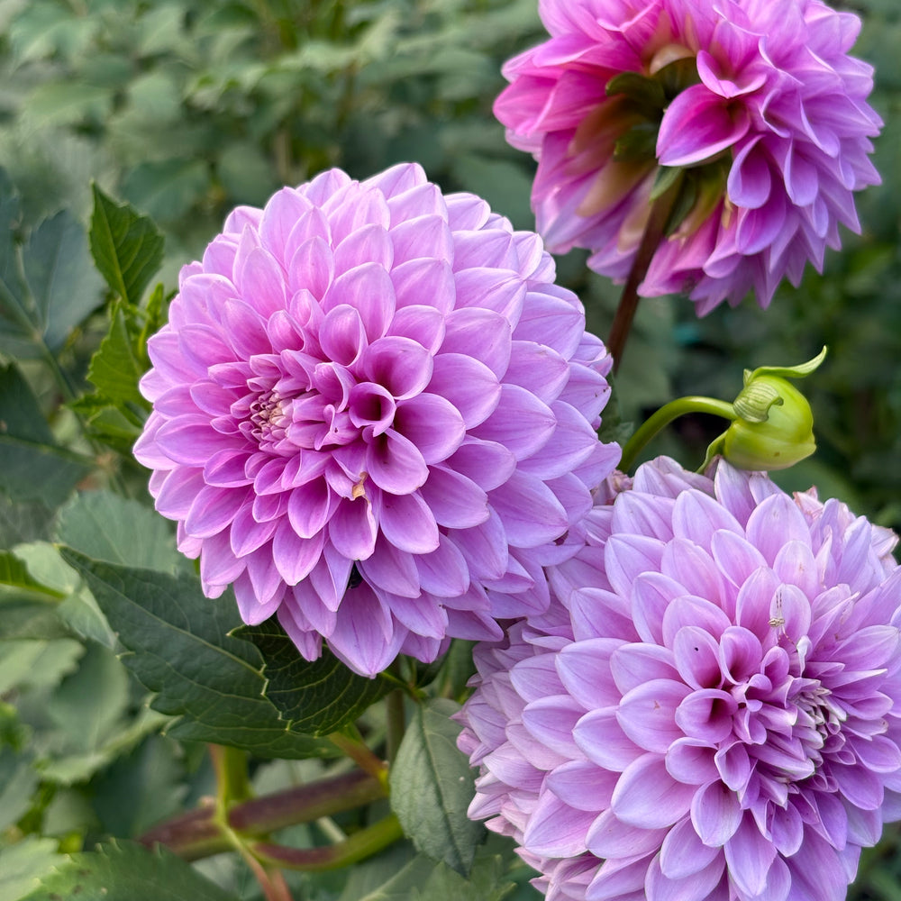 Florelie Jeanette