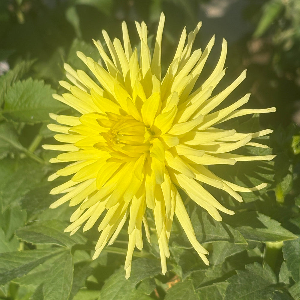 Ferncliff Lemon Aura