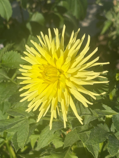Ferncliff Lemon Aura