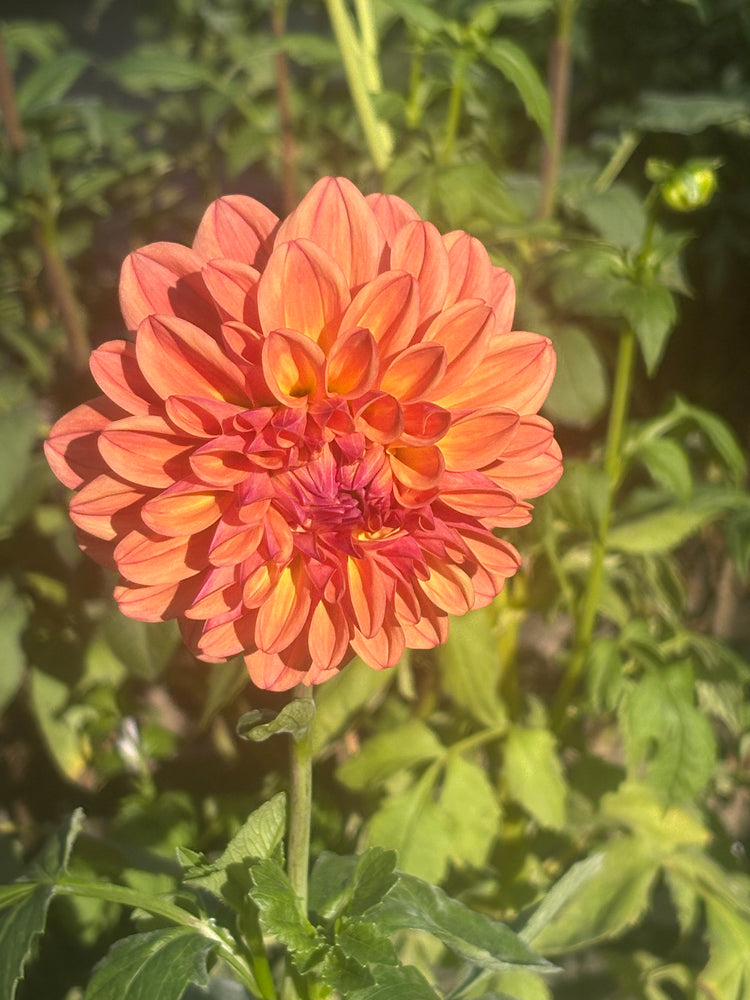 Ferncliff Copper
