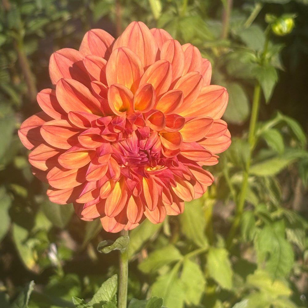 Ferncliff Copper