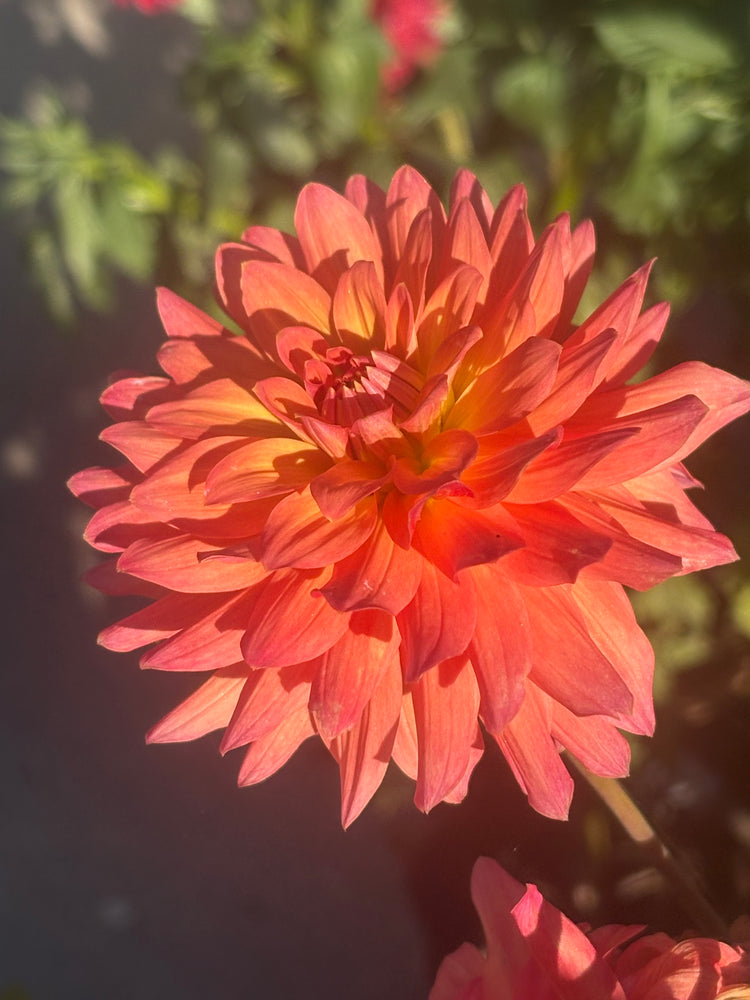 Ferncliff Tropics dahlia