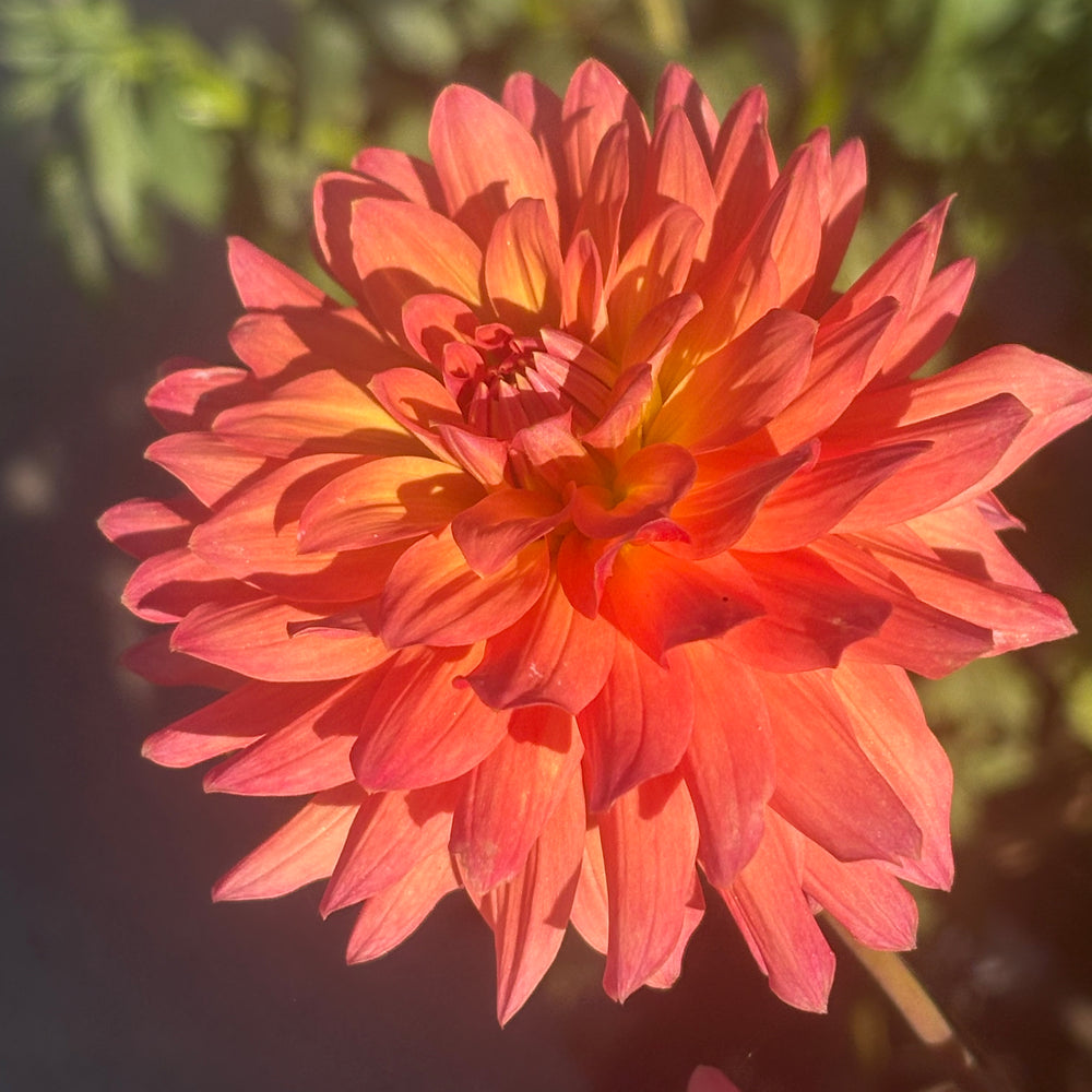 Ferncliff Tropics dahlia