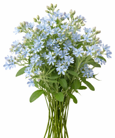 Tweedia ‘Heavenly Blue’ – 4” Starter Plant