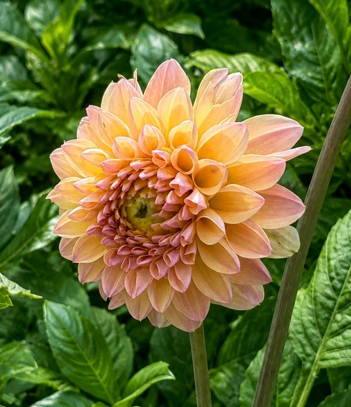 Florelie Toffee