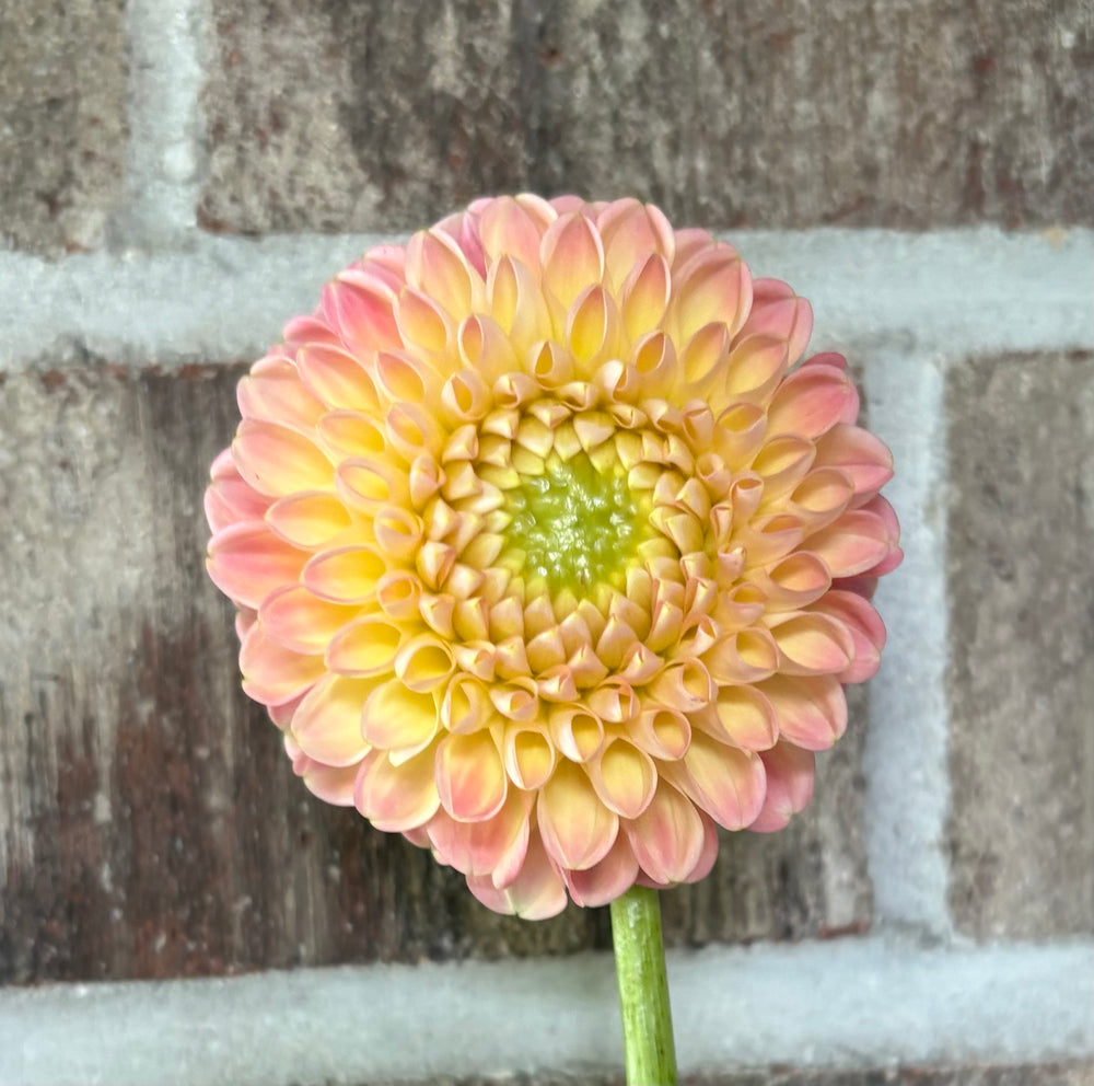 Hapet Salmon - Cutting