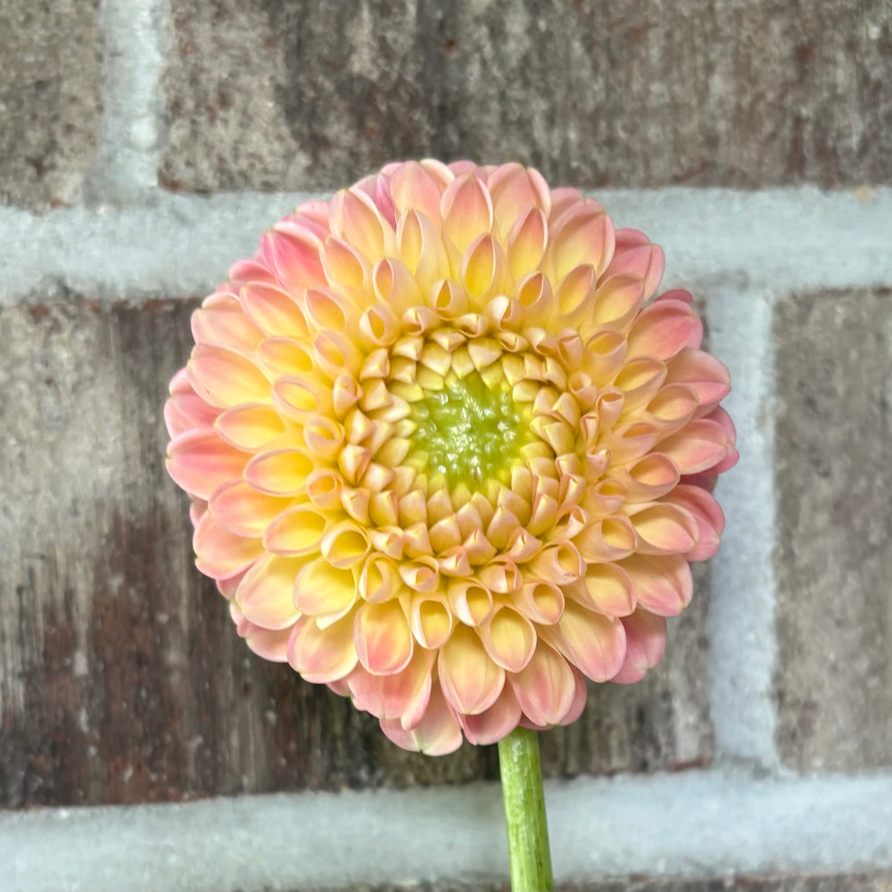 Hapet Salmon - Cutting