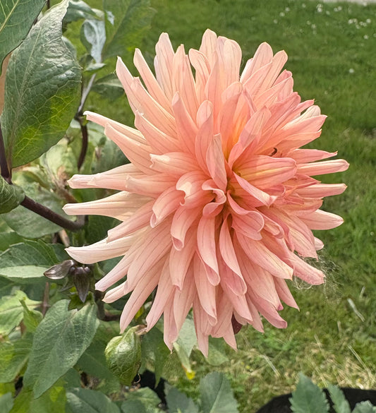 Henriette - Dahlia Tuber