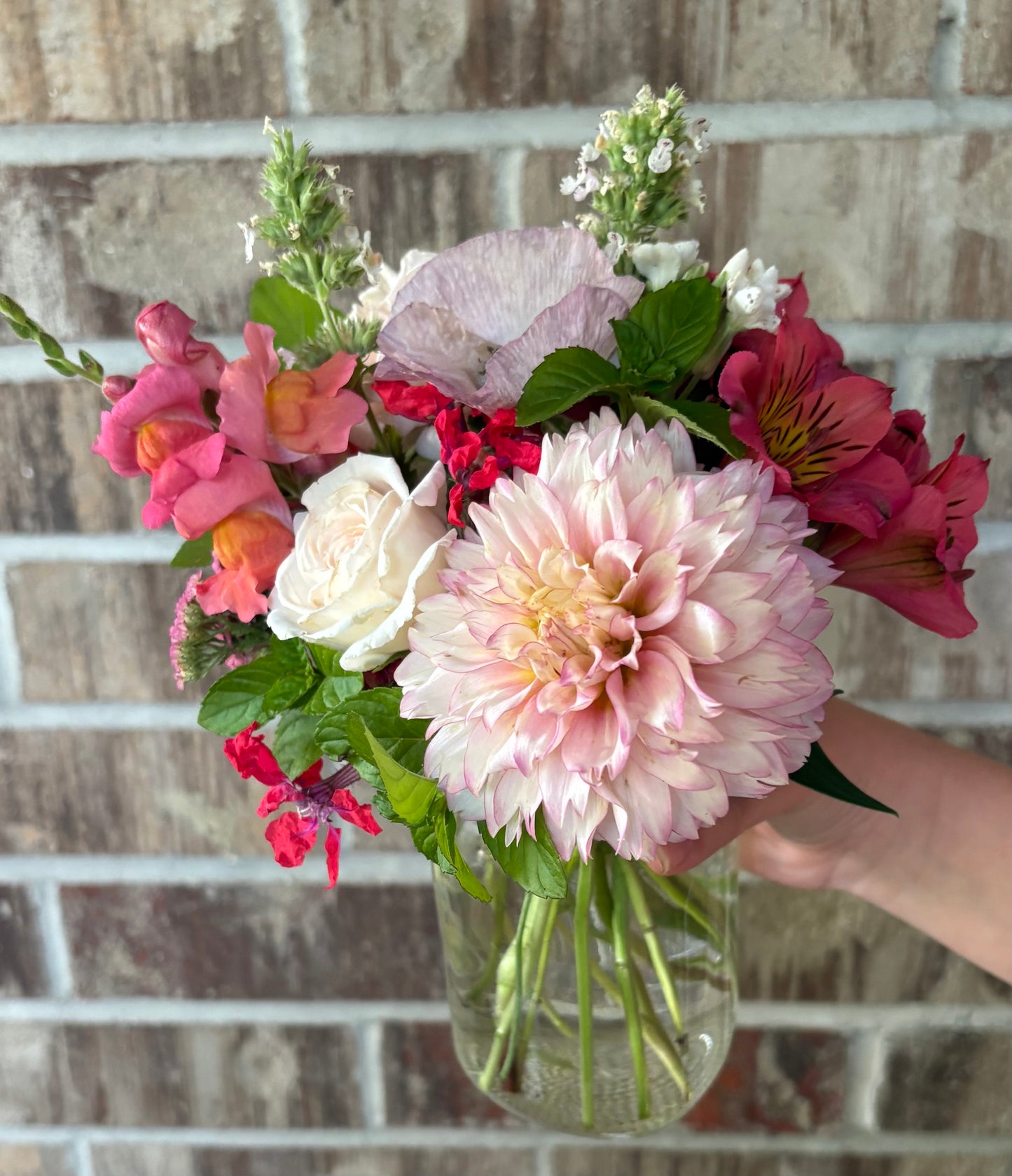 Hollyhill Pinkie - Dahlia Tuber