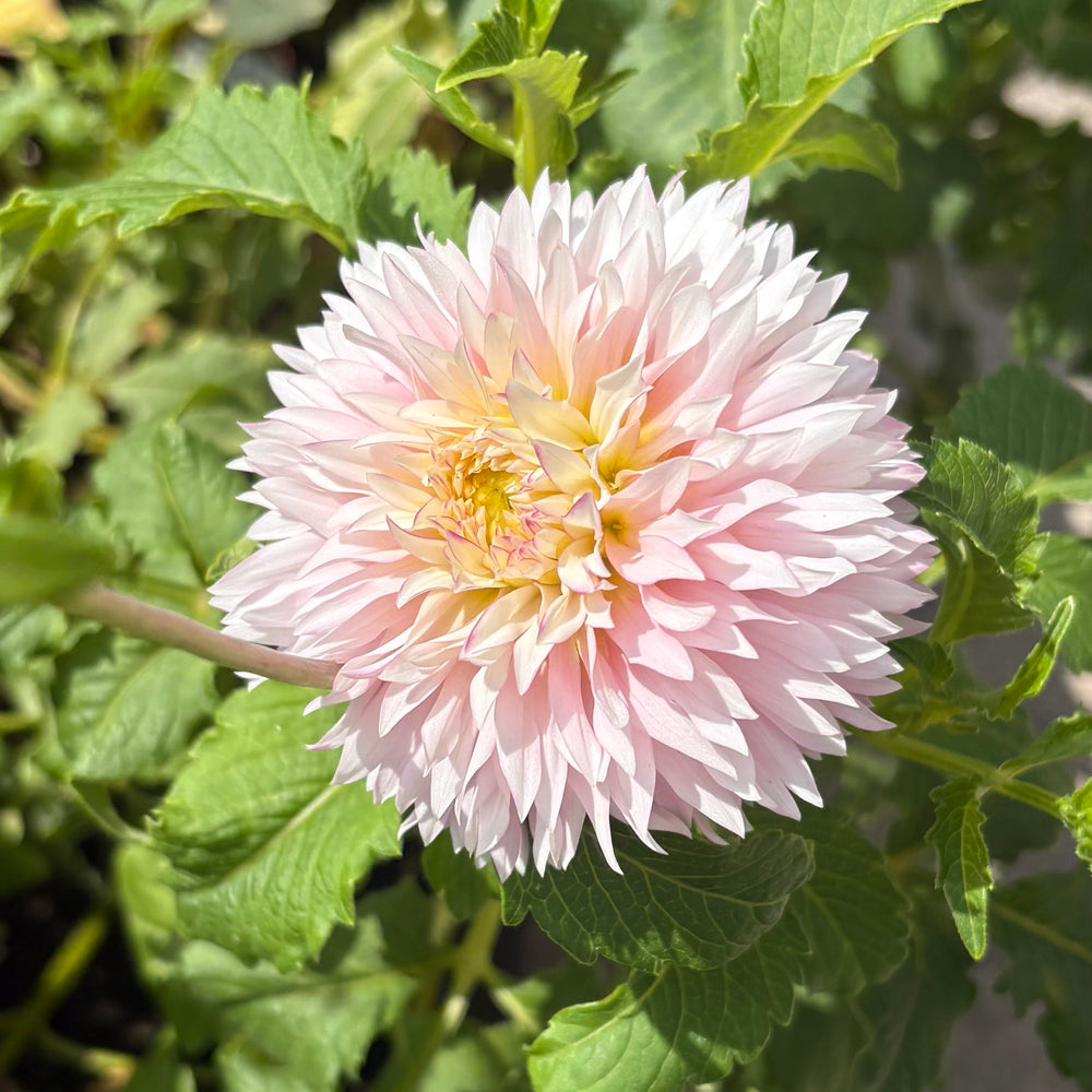 Hollyhill Pinkie