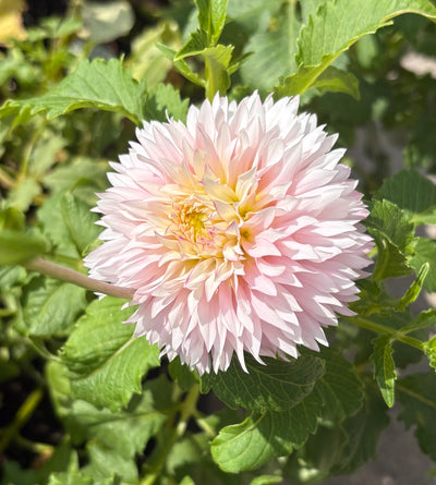 Hollyhill Pinkie